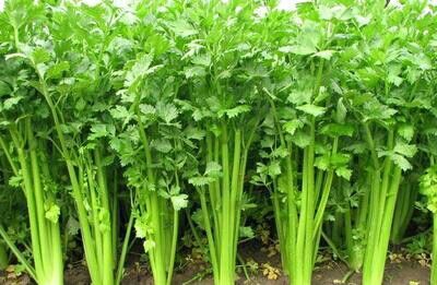 obat herbal menurunkan darah tinggi