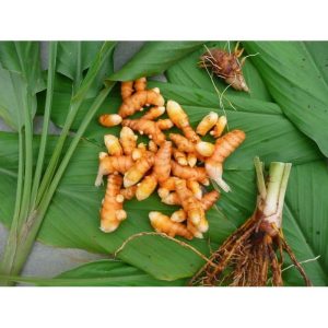obat herbal nyeri sendi