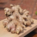 obat herbal untuk batuk berdahak