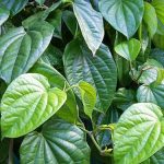 obat herbal untuk keputihan