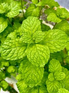 obat herbal untuk sesak nafas