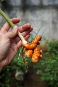 obat radang usus alami