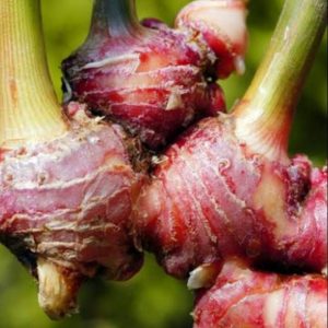 obat tradisional asam lambung naik ke dada