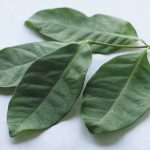 obat tradisional kolesterol