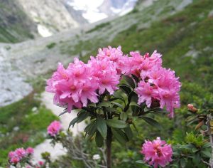Daun Kenop (Rhododendron ferrugineum)
