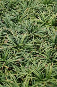 Daun Ophiopogon (Ophiopogon japonicus)