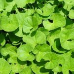 Jamu Pembesar Payudara Paling Cepat dan Ampuh, Alami dan Aman!
