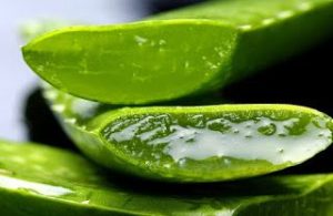 obat gatal alami paling ampuh