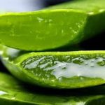 obat gatal tradisional paling ampuh