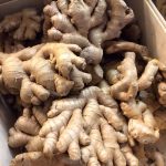 obat herbal sakit perut