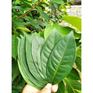 ramuan herbal untuk kolesterol