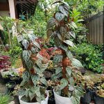 Tanaman Obat untuk Batuk Berdarah