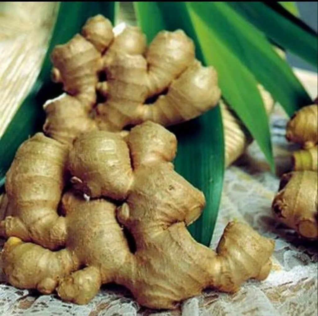 Tanaman obat