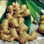 Tanaman obat