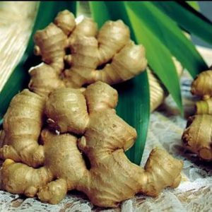 Tanaman obat