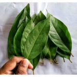daun salam