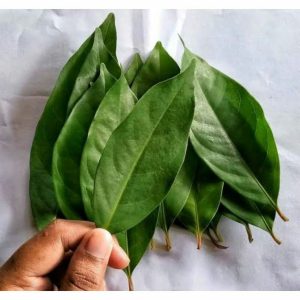 daun salam